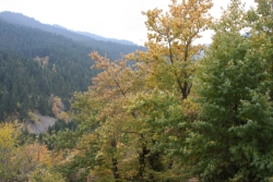 View of trees from hotel